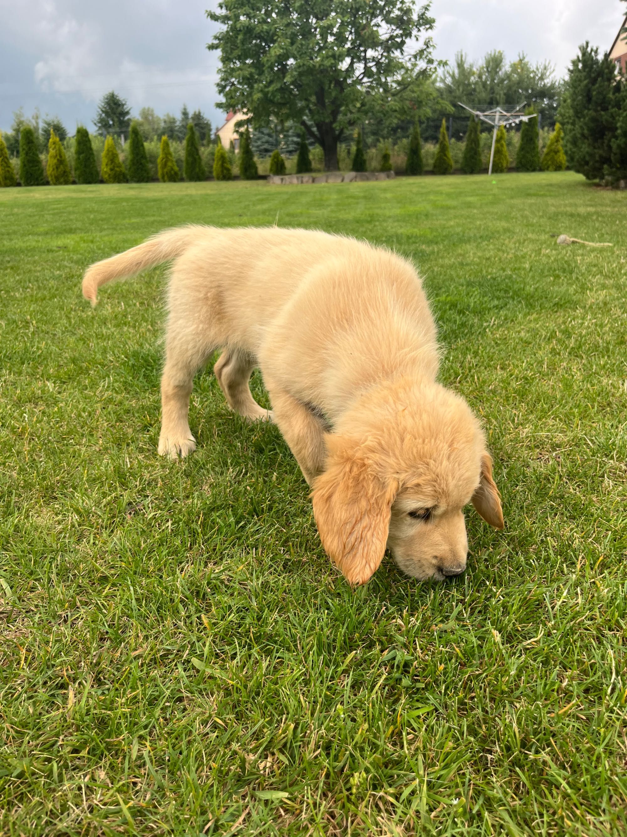 Golden retriever piesek