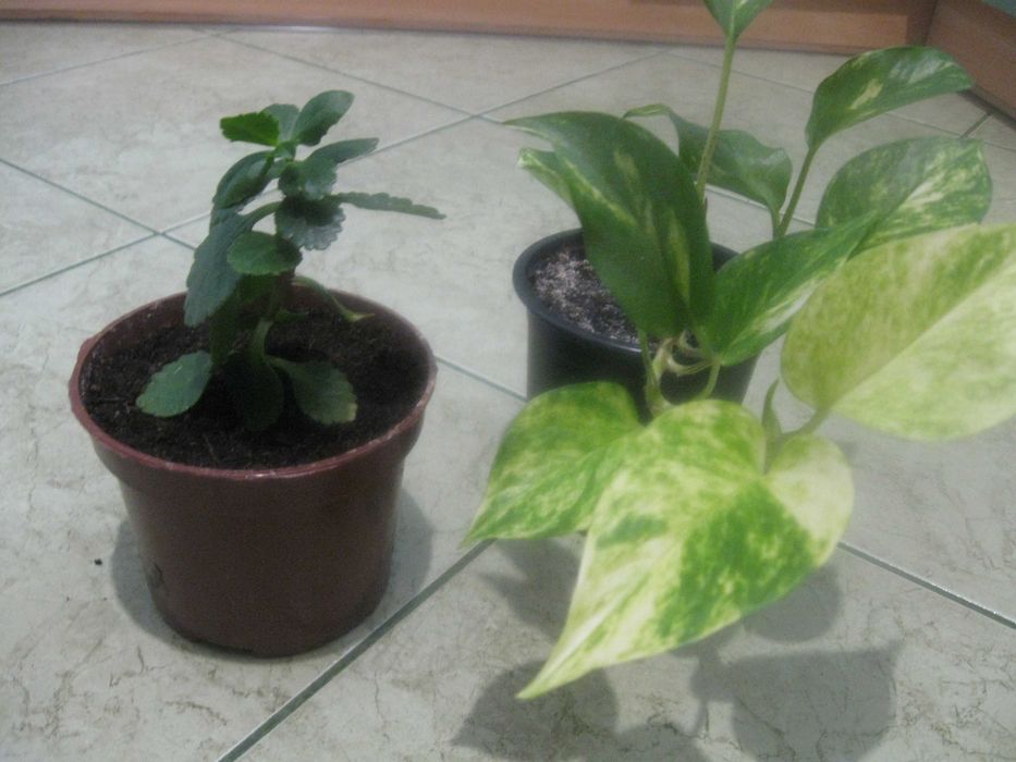 Sprzedam rośliny zielone.