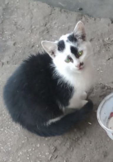 Kot kotka kotki kociak kociaki