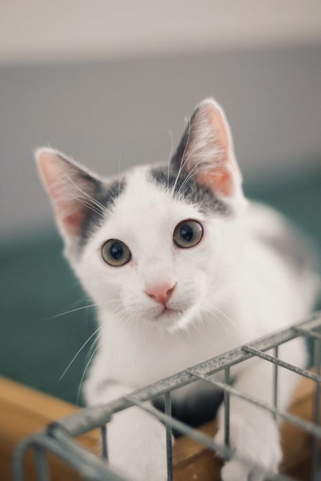 BRIAN & DOM - gatinhos para adoção conjunta