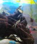 Guppies para venda ou troca