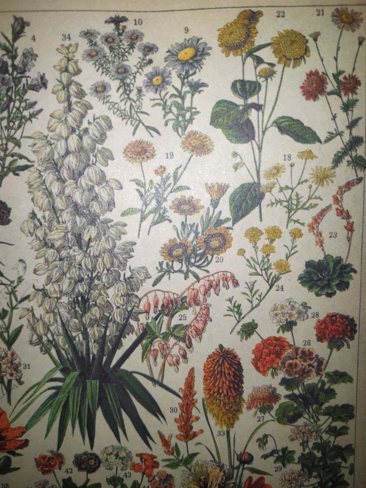 Dwa obrazki do oprawienia w ramki antyramę motywy roślinne kwiaty łąki