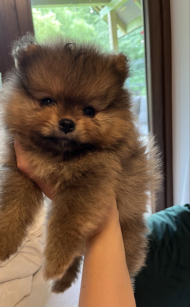 Szpic miniaturowy / pomeranian FCI