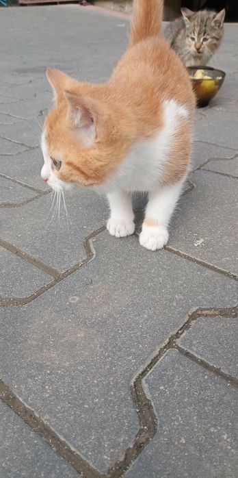 Oddam 2 kotki w dobre rece