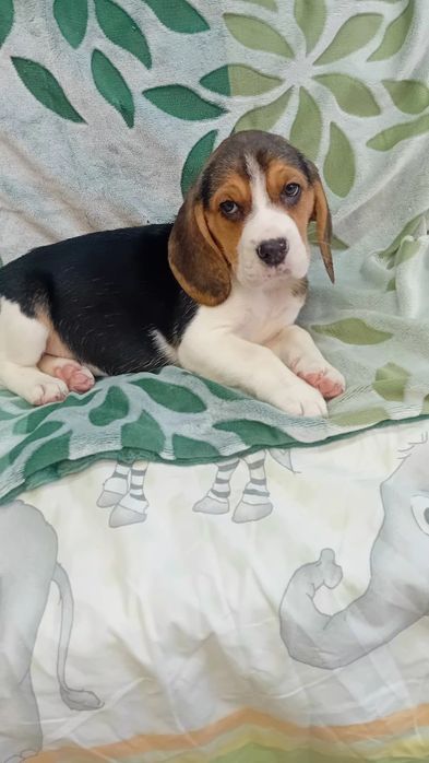 Beagl szczenię   aktualne