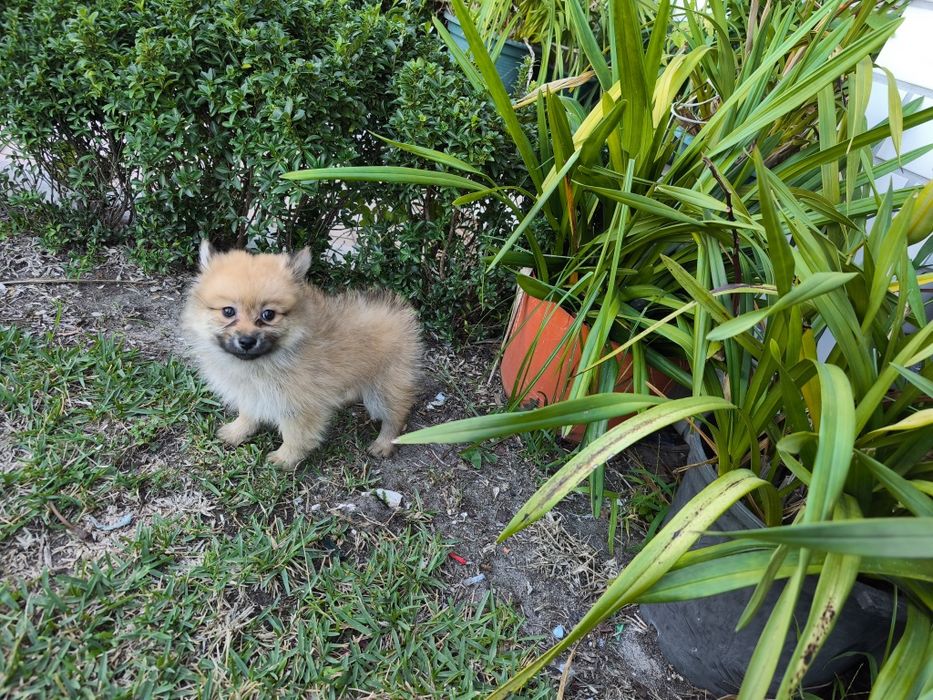 Spitz alemão anão fêmea Lulu da Pomerânia criado em ambiente familiar