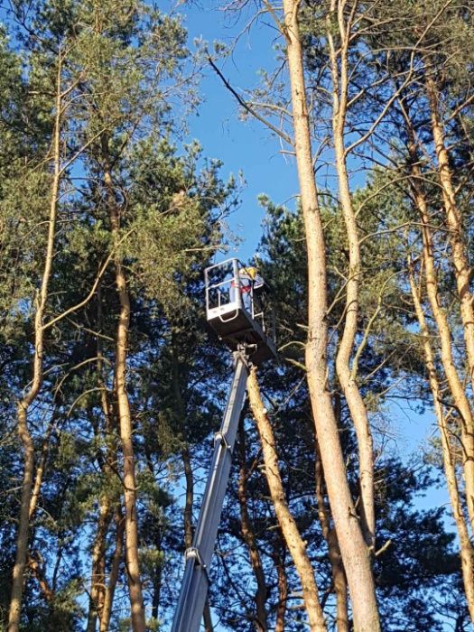 Wycinka drzewa, usługi rębakiem
