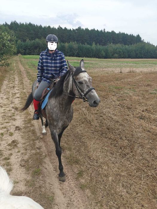 Klacz małopolska 5 lat