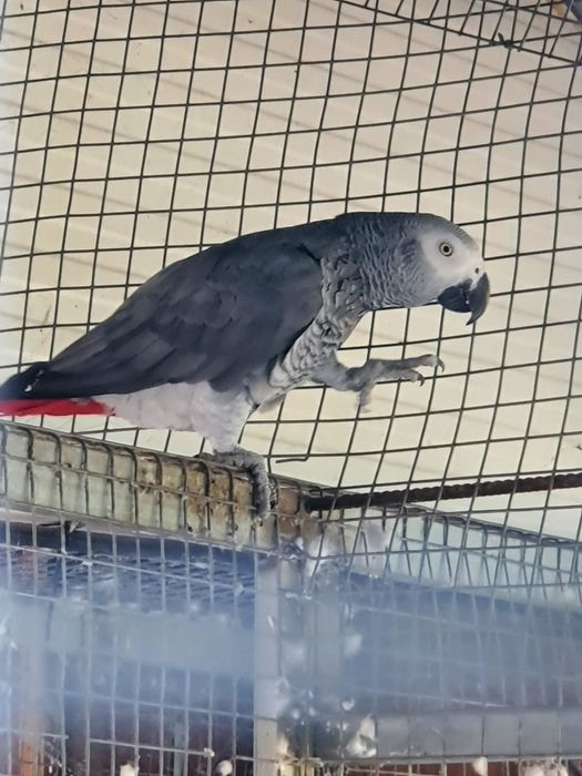 Casal  reprodutor papagaios  cinzentos