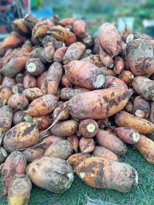 продам буряк кормовий жовтий