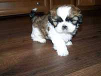 szczeniaczki SHIH TZU miniaturka umowa PASZPORT rodowód