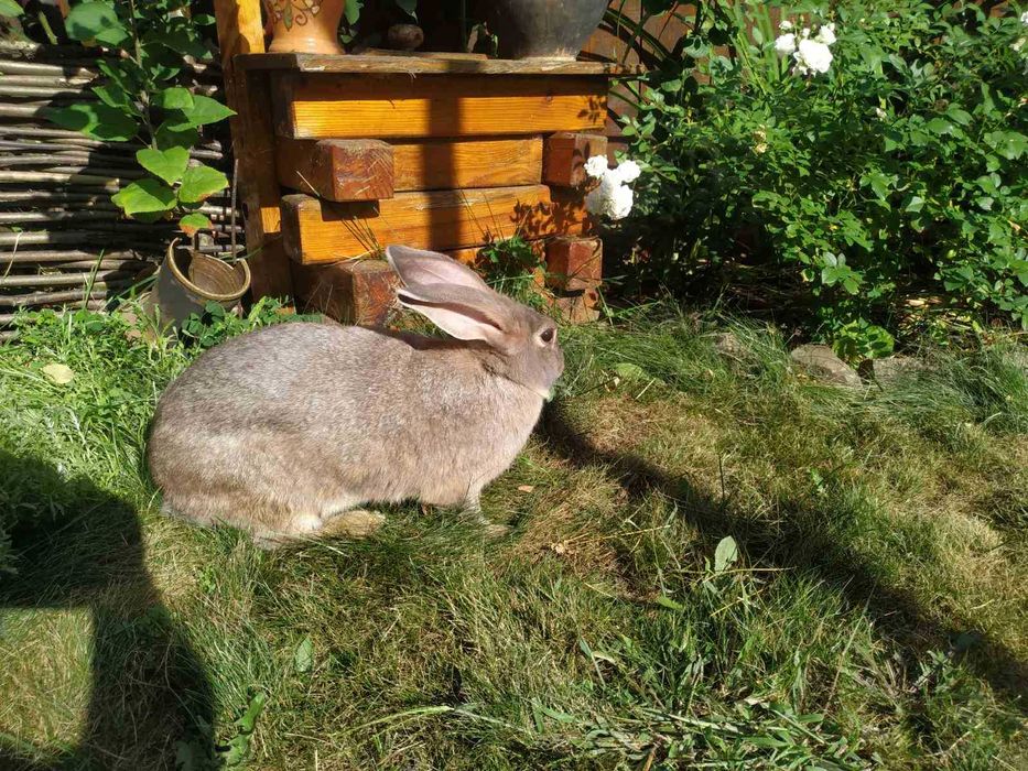 Гарні та домашні Кролики