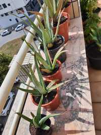 Planta aloe vera medicinal