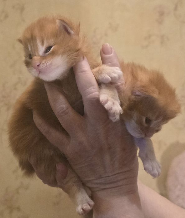 Кошенята Мейн Кун.