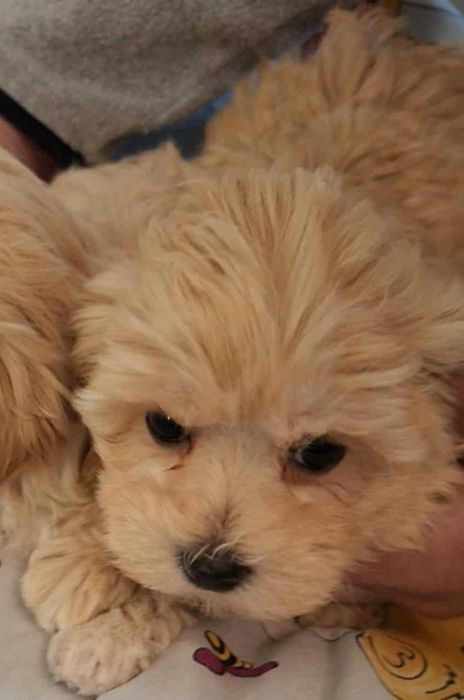 Matipoo Piesek rodzice z badaniami