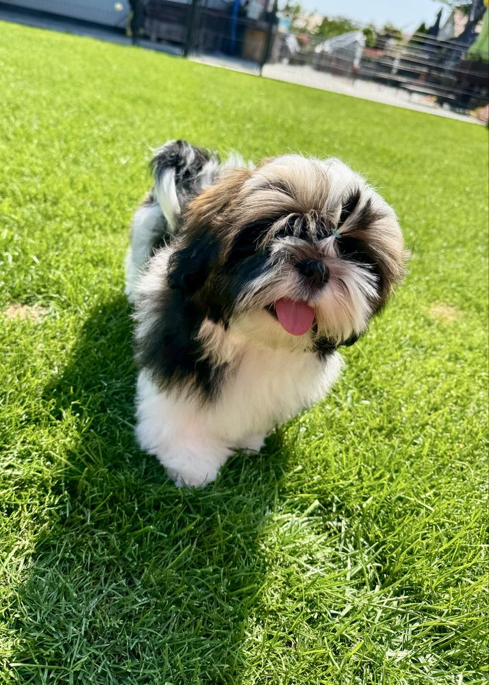 Suczka Shih Tzu ZKwP FCI