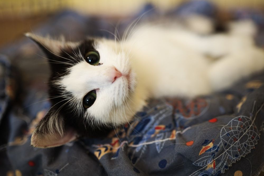 Małe kotki kociaki ze schroniska do adopcji