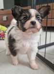 Papillon Spaniel Kontynentalny Miniaturowy