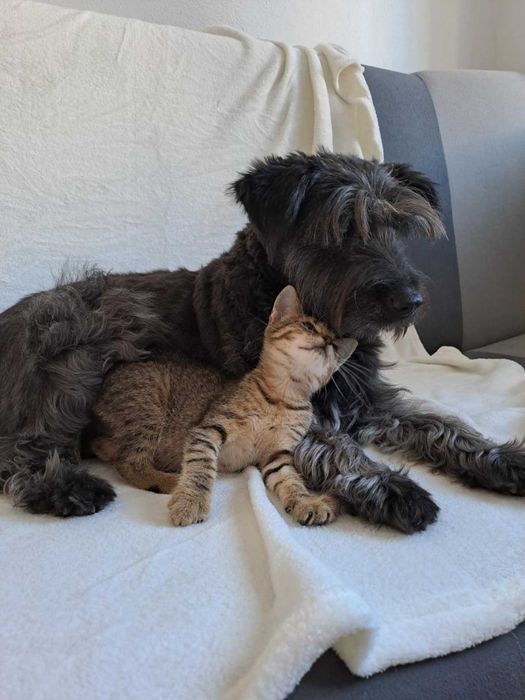 Mały Dali czeka na swój dom