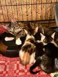 Do adopcji cudowne maluszki