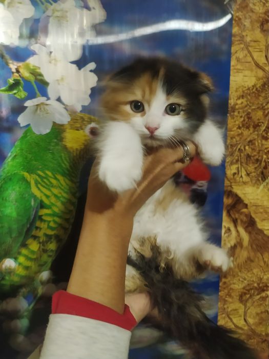 Продам шотландку