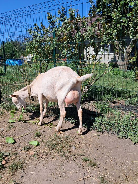 Коза дійна заано-альпійка 50/50%