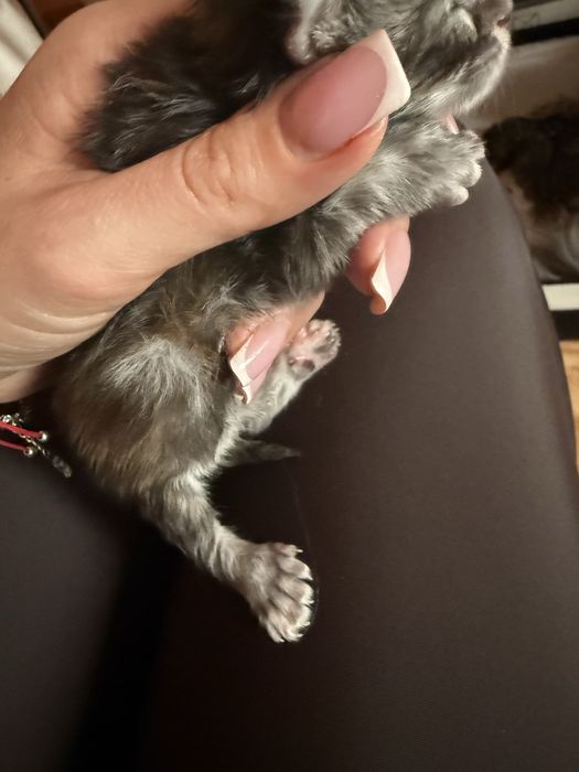 Manie Coon Polodacyl wolne