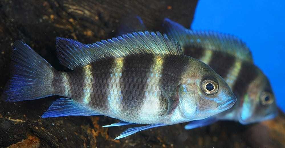 Frontosa (pyszczak hełmiasty) 10-15cm