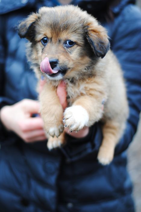 Вакциновані цуцики в добрі руки