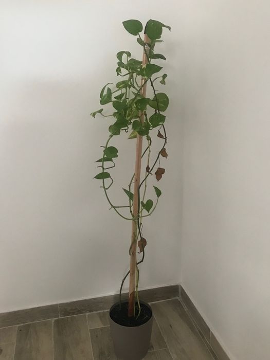 Planta jibóia 1,20m