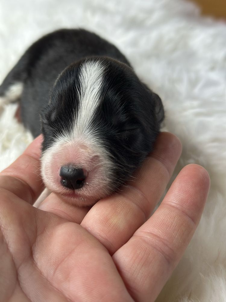 Cudowna suczka border collie ZKwP FCI po MŁ.CHPL