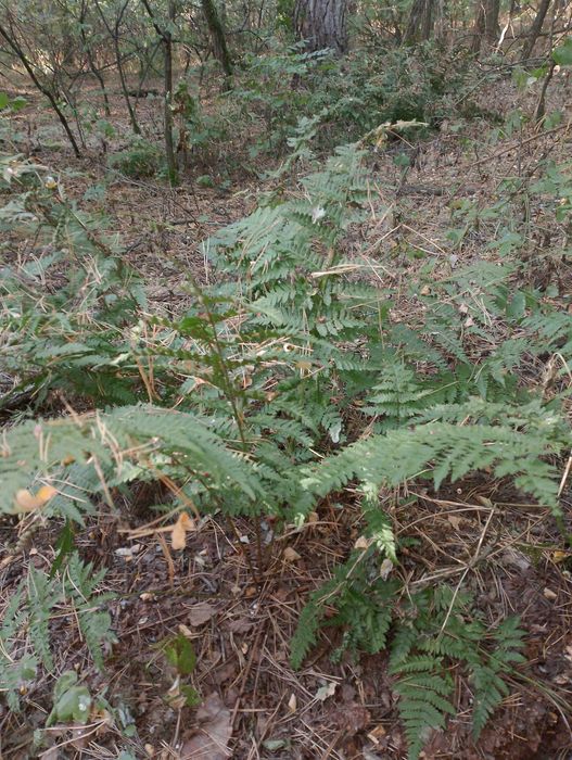 Папоротника корень