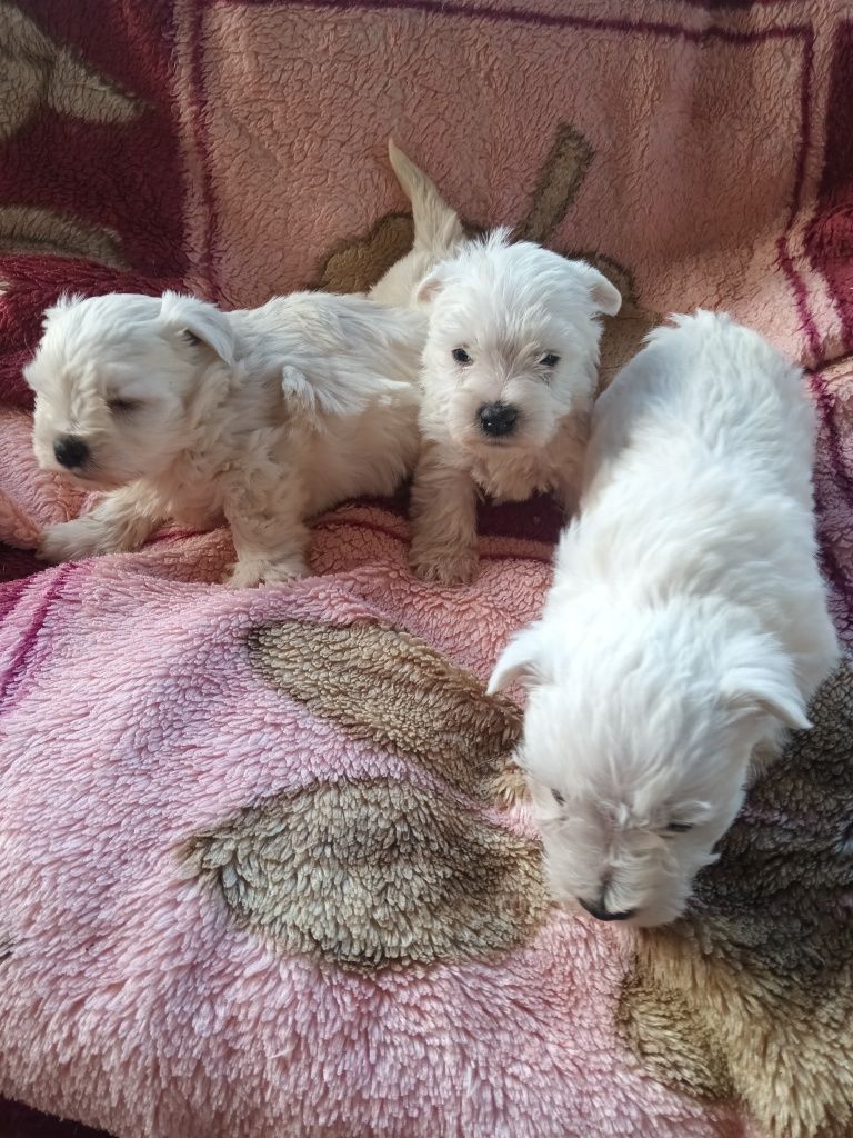 West highland white terrier