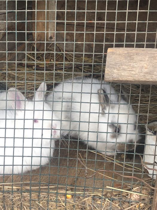 Продам кроликов