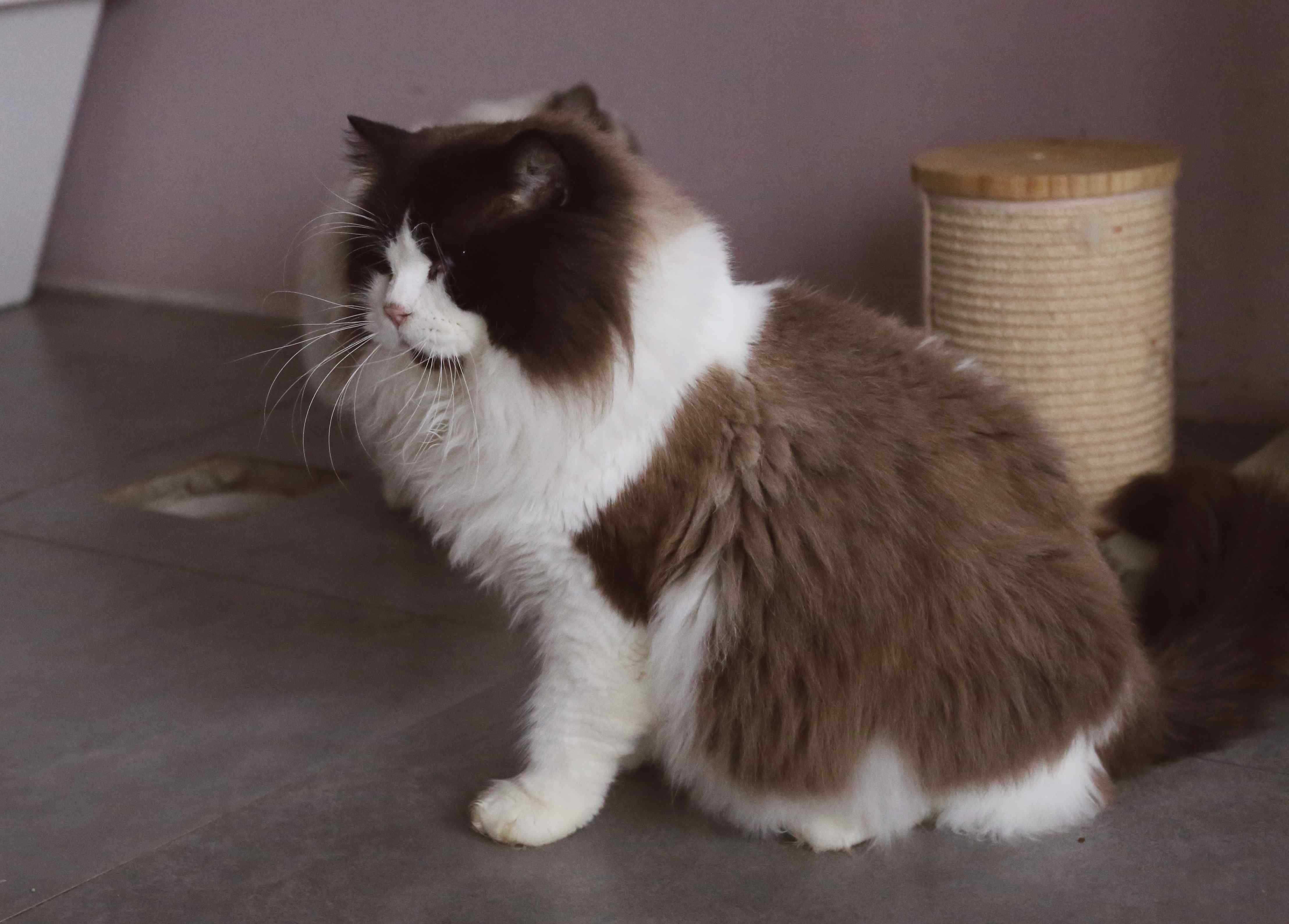Rezerwacja RAGDOLL kotka do hodowli i na wystawy BLUE mitted, rodowód