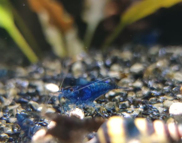 Krewetka Neocardinia Blue velvet do akwarium