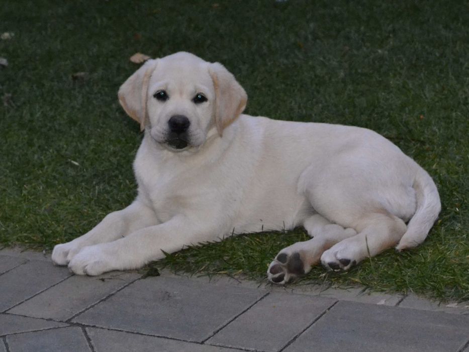 Лабрадор ретривер.Цуценята