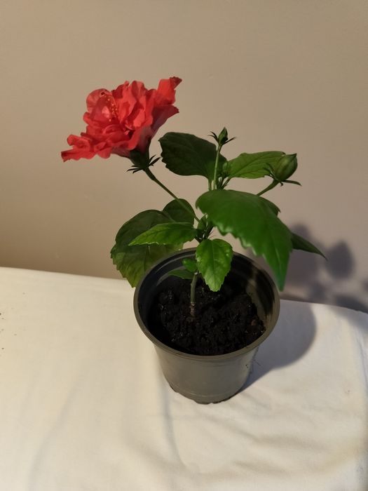 Hibiskusy doniczkowe