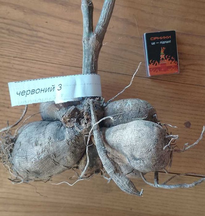 жоржини/георгіни (білі і червоні)