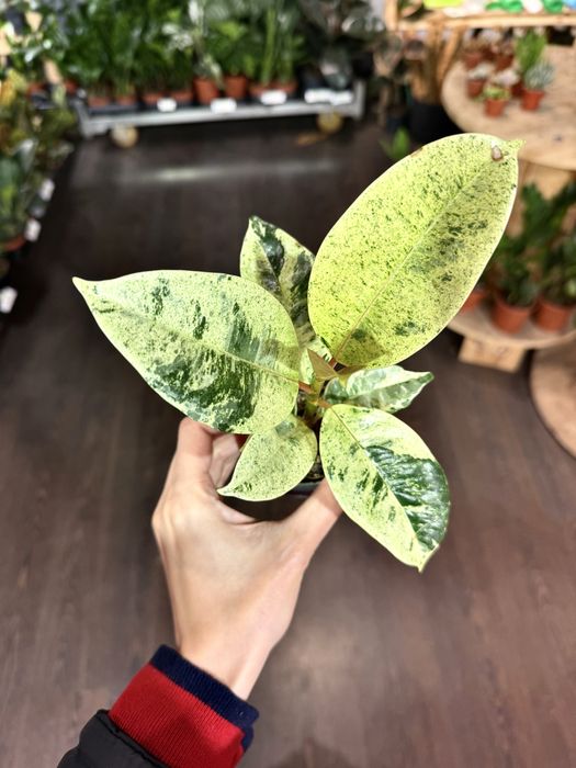 Ficus Shivereana Elastica Moonshine Фікус Мушнайн Еластіка