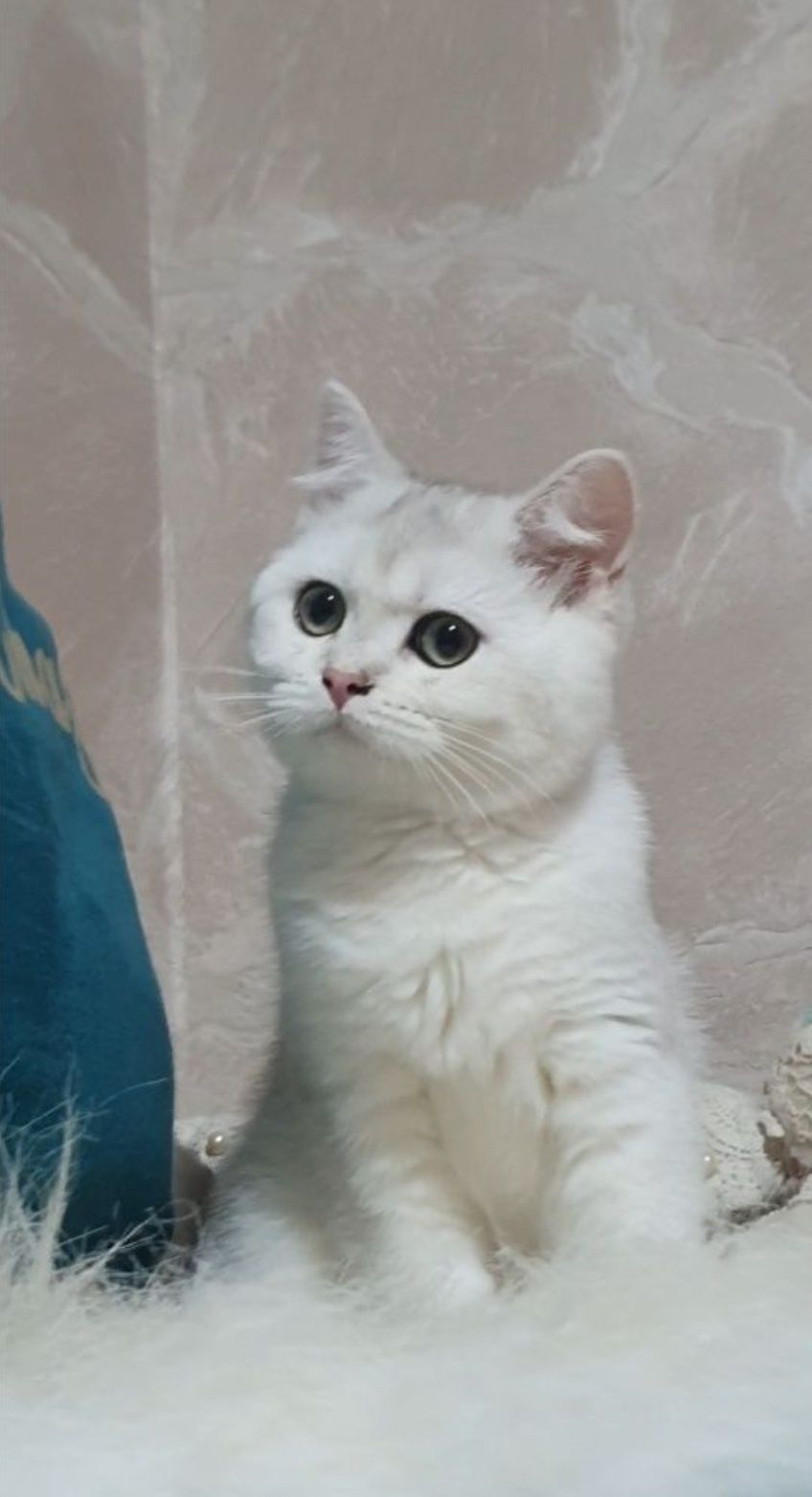 Срібляста британська шиншилла котик