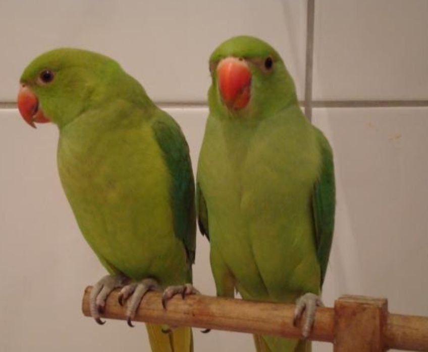 2 ring necks verdes