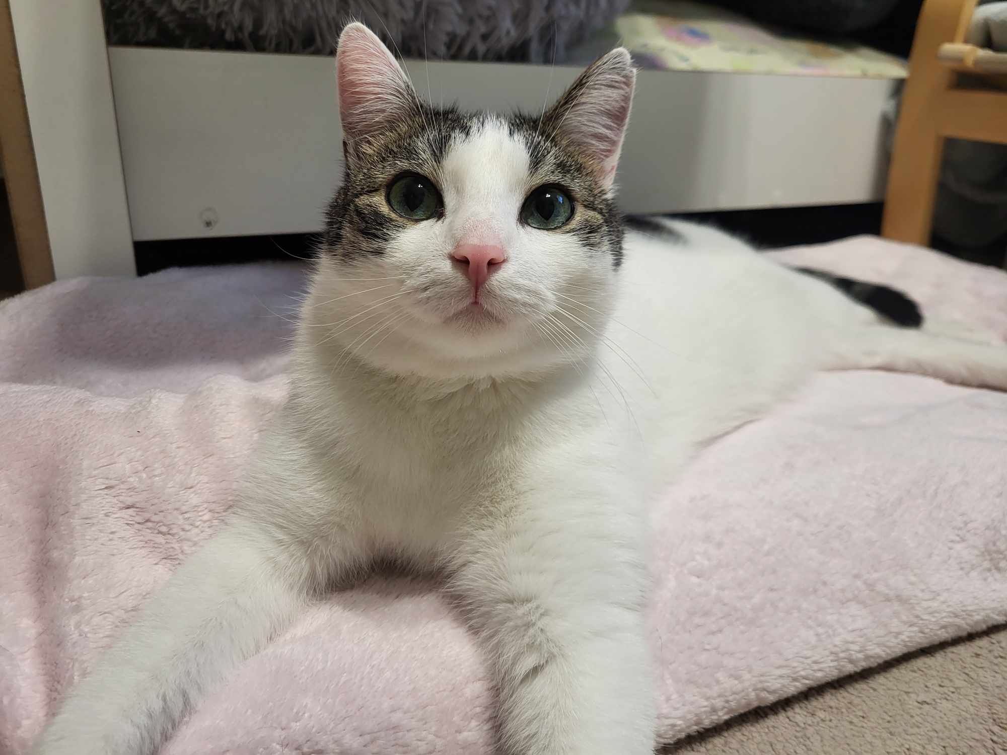 Cudowne kocie rodzeństwo do adopcji