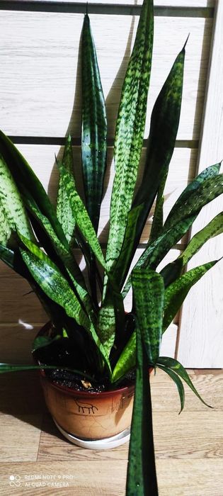 Сансевиерия или тёщин язык