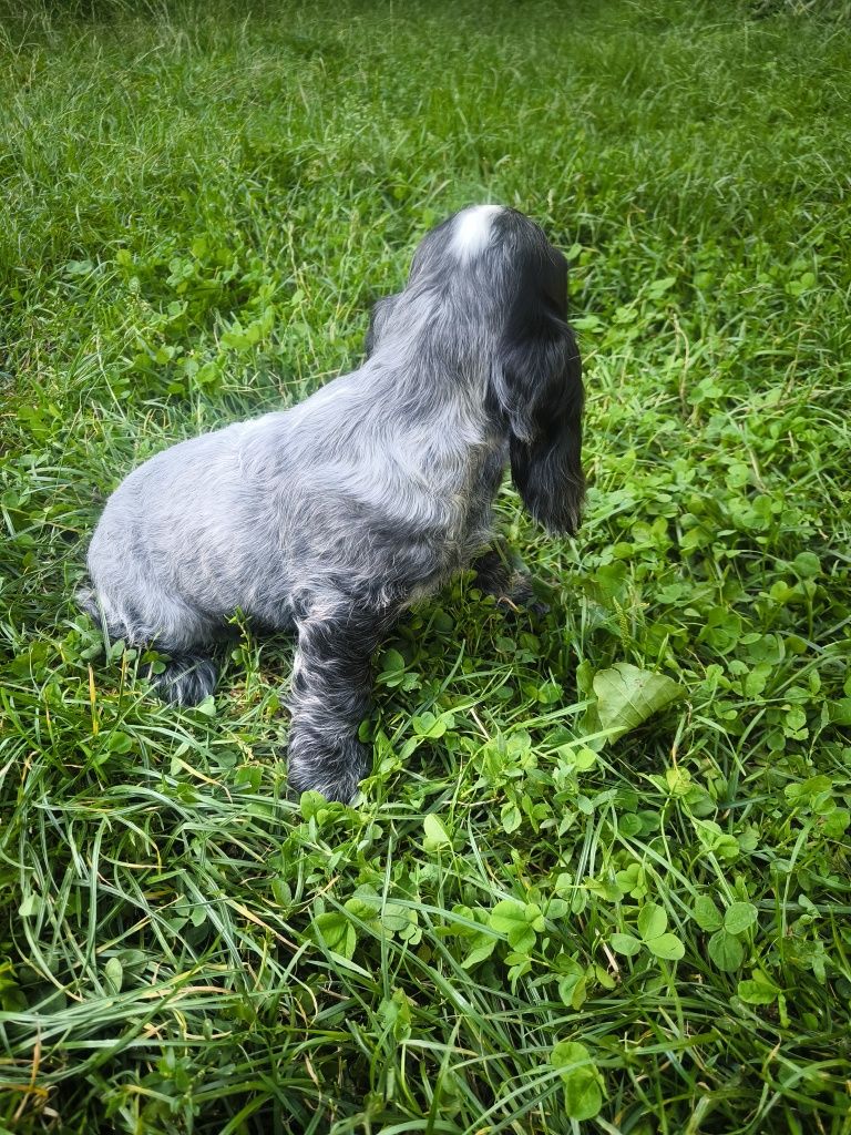 Cocker spaniel angielski blue roan samiec