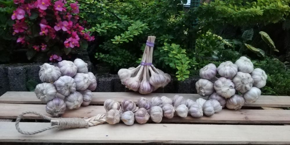 Czosnek zimowy Harnaś na wagę 5kg