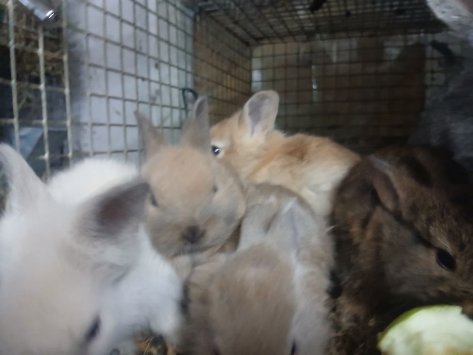 Sprzedam kroliki miniatury