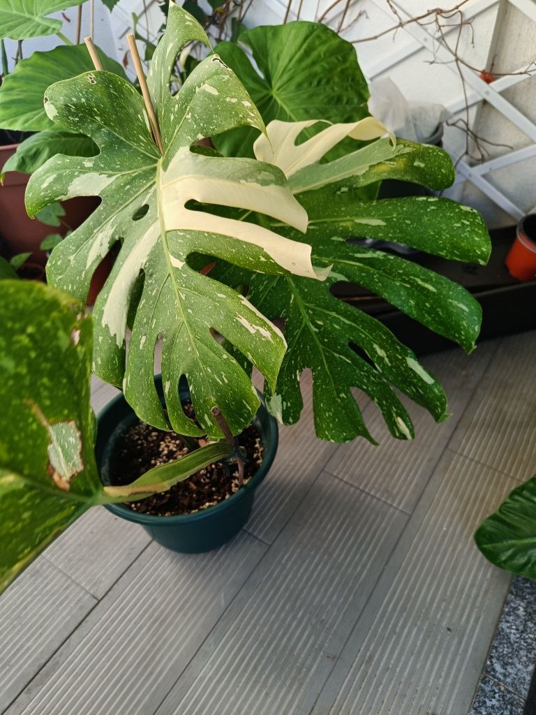 Monstera constellation 5 folhas