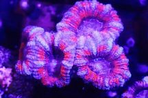 Acanthastrea Bicolor BlueRed Frag Min2 glowy  FLUOLAMPS.PL WYSYŁKI