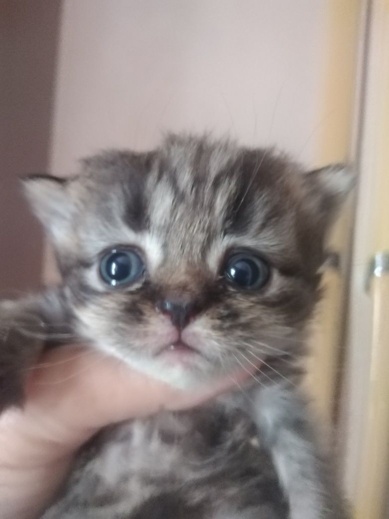 Продам британскую мраморную кошечку